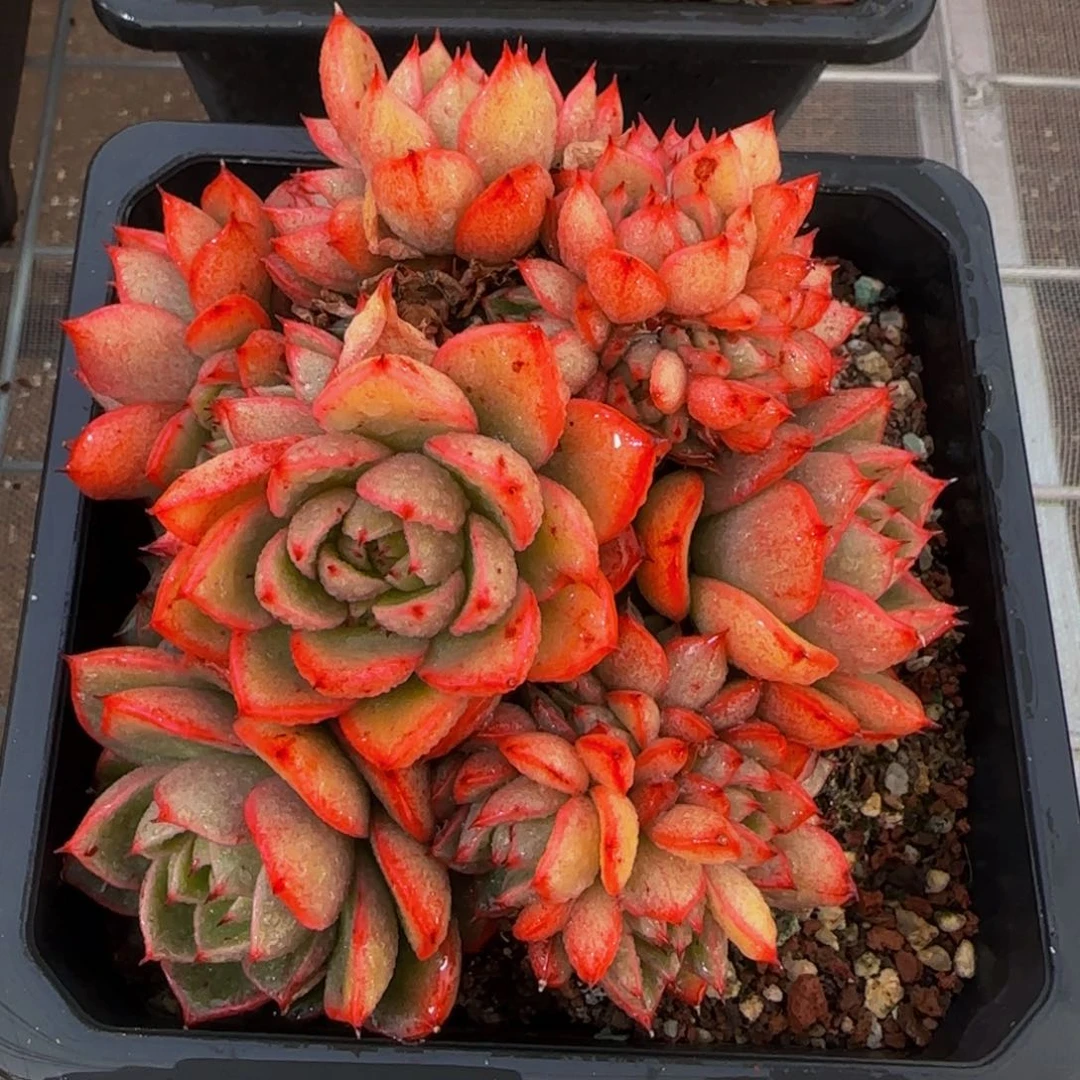 从前慢花园精选多肉红酒桃群