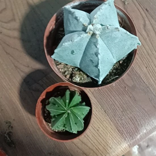 花花世界迷人眼球球好养
