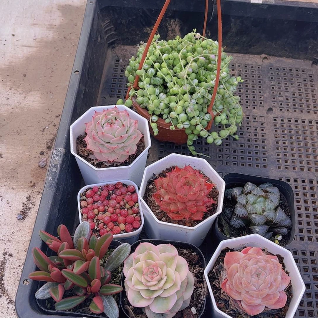 多肉659多肉植物