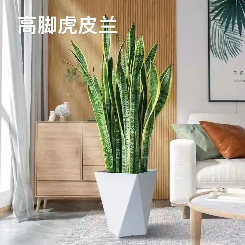 新家室内金边虎皮兰金钱树净化空气养不死的绿植小盆景