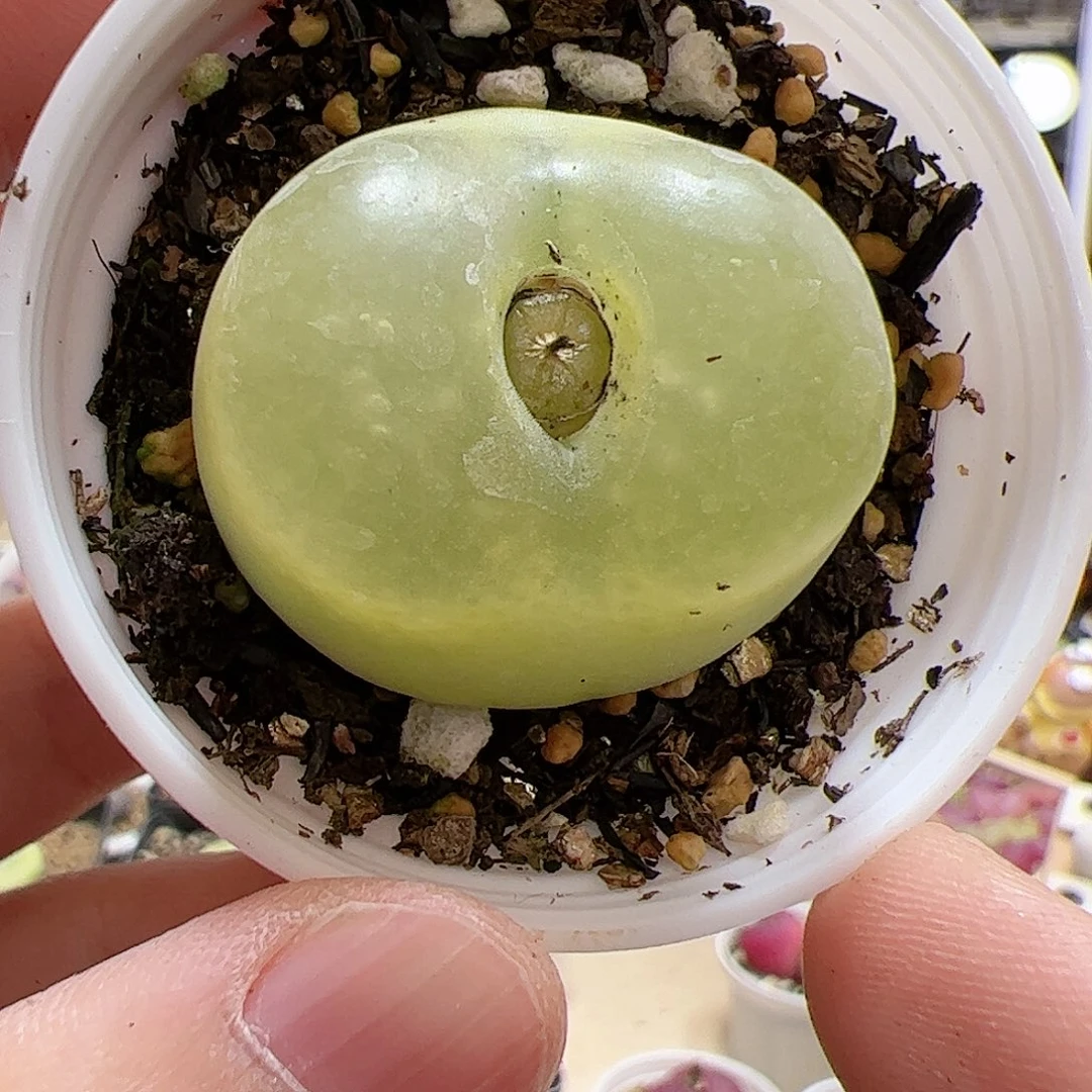 【闪购商品】325 o泡