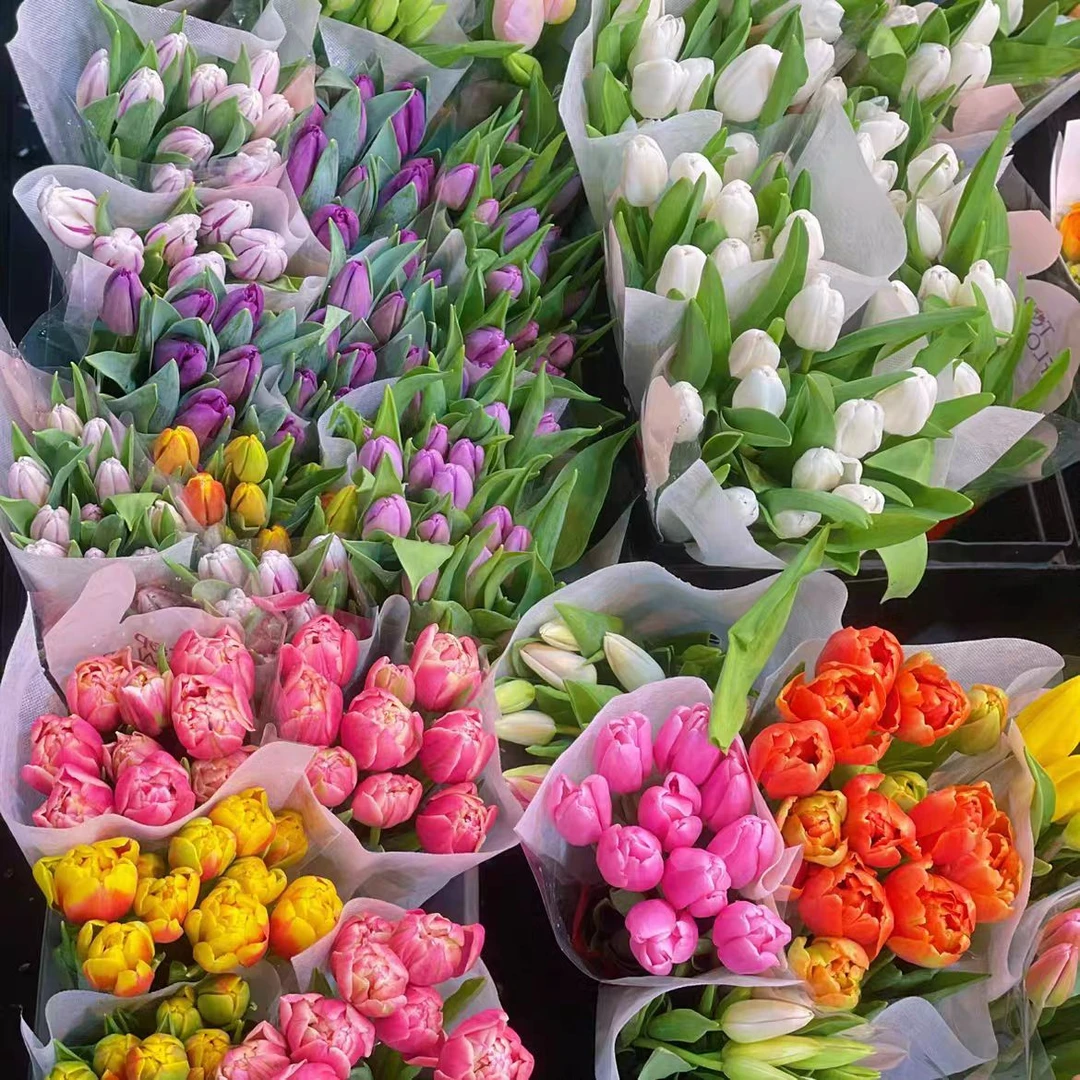 【两单顺丰一单中通】郁金香鲜切花品种颜色多云南昆明直发