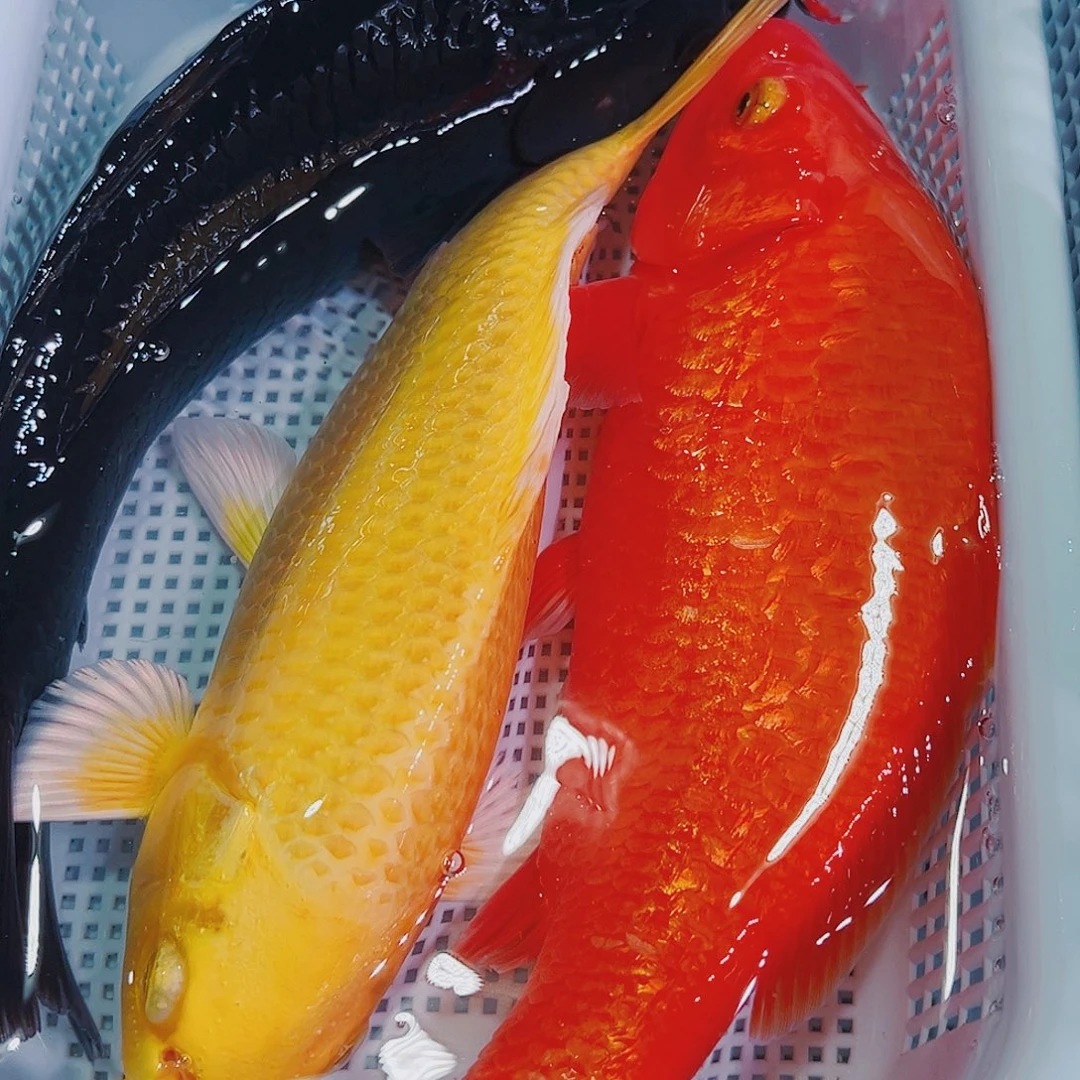 锦鲤锦鲤冷水鱼观赏