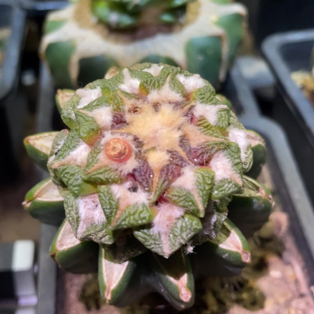 馒头黑牡丹锦 带种夹 仙人球
