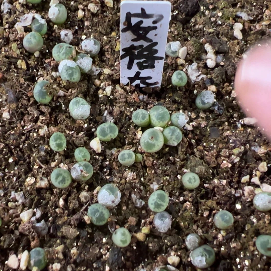 29-113量拍安粉风铃5颗