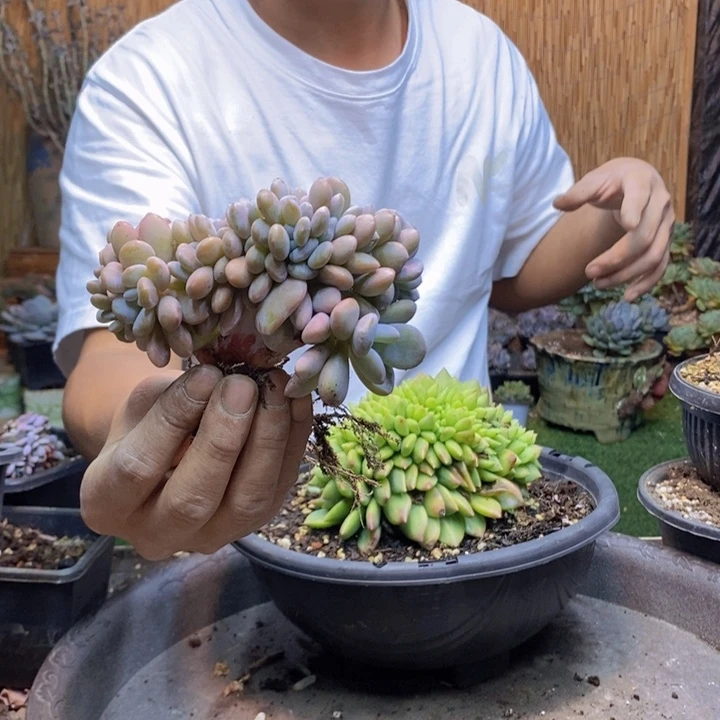 乐***稍290号粉兔多肉植物