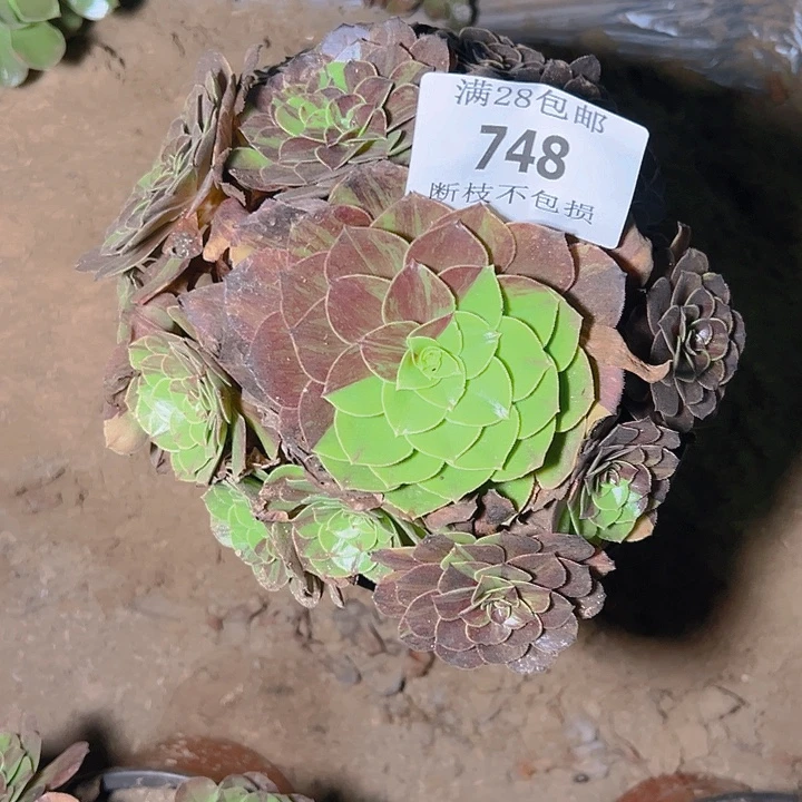 748花月夜多肉植物