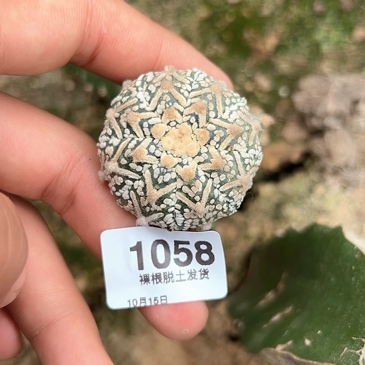 1058号三角嫁接v字兜