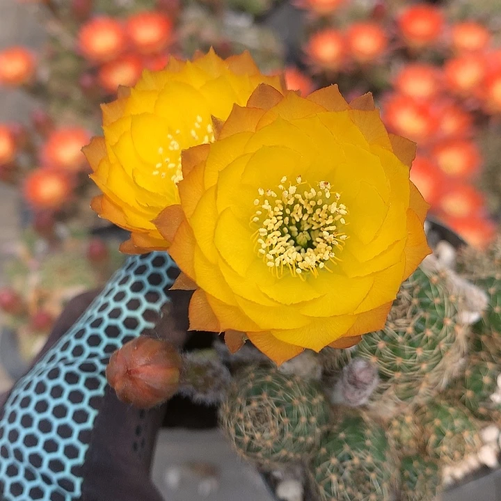 66 一代侧芽自根丽花6.5厘米盆