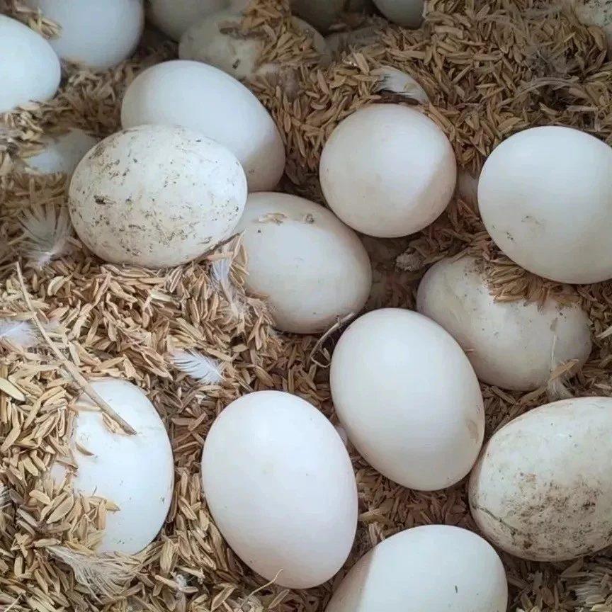 白番鸭蛋20枚装正宗生态散养白番鸭红头洋鸭现捉现杀拍照称重