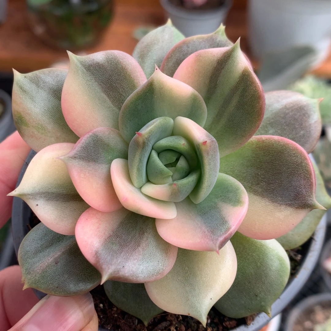 贝加尔湖拉丝姐姐姐姐了