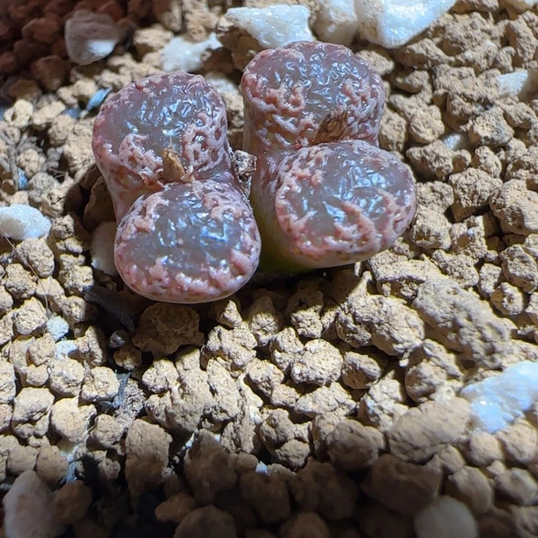 肉锥多肉植物组合-3km勋章472