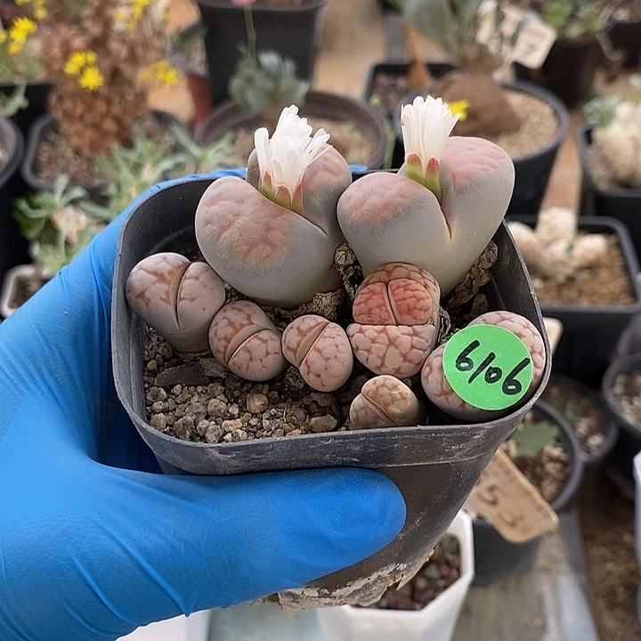 6106一一一一一一一