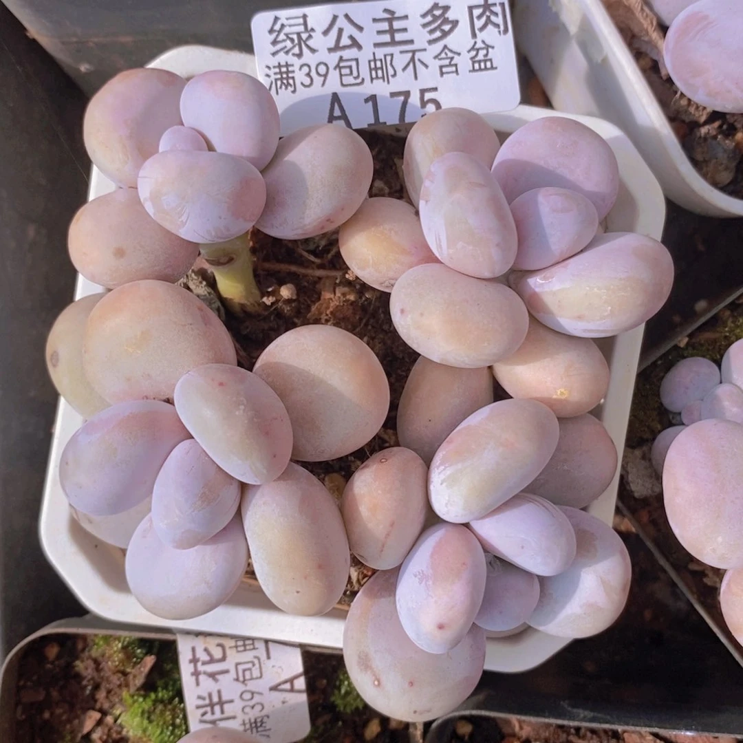 水光针奶酪8cm175多肉植物