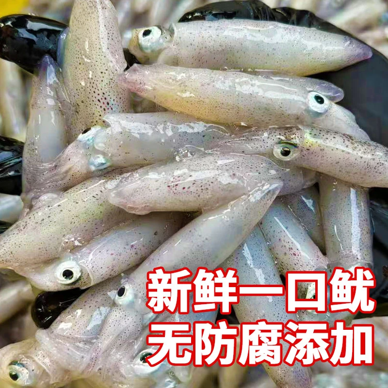 野生一口鱿 北部湾鱿鱼新鲜笔管小管