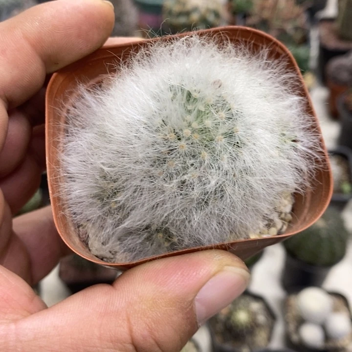 丽光殿孤品特价福利