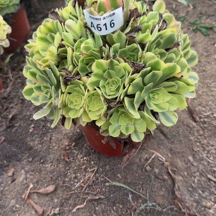 616红袖。多肉植物