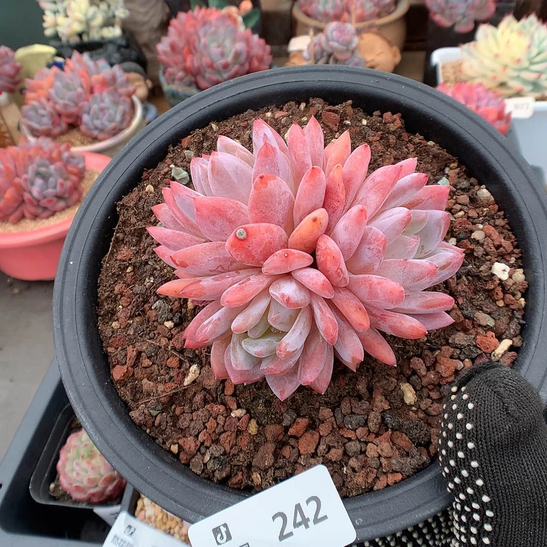 242雪天使多肉植物6666