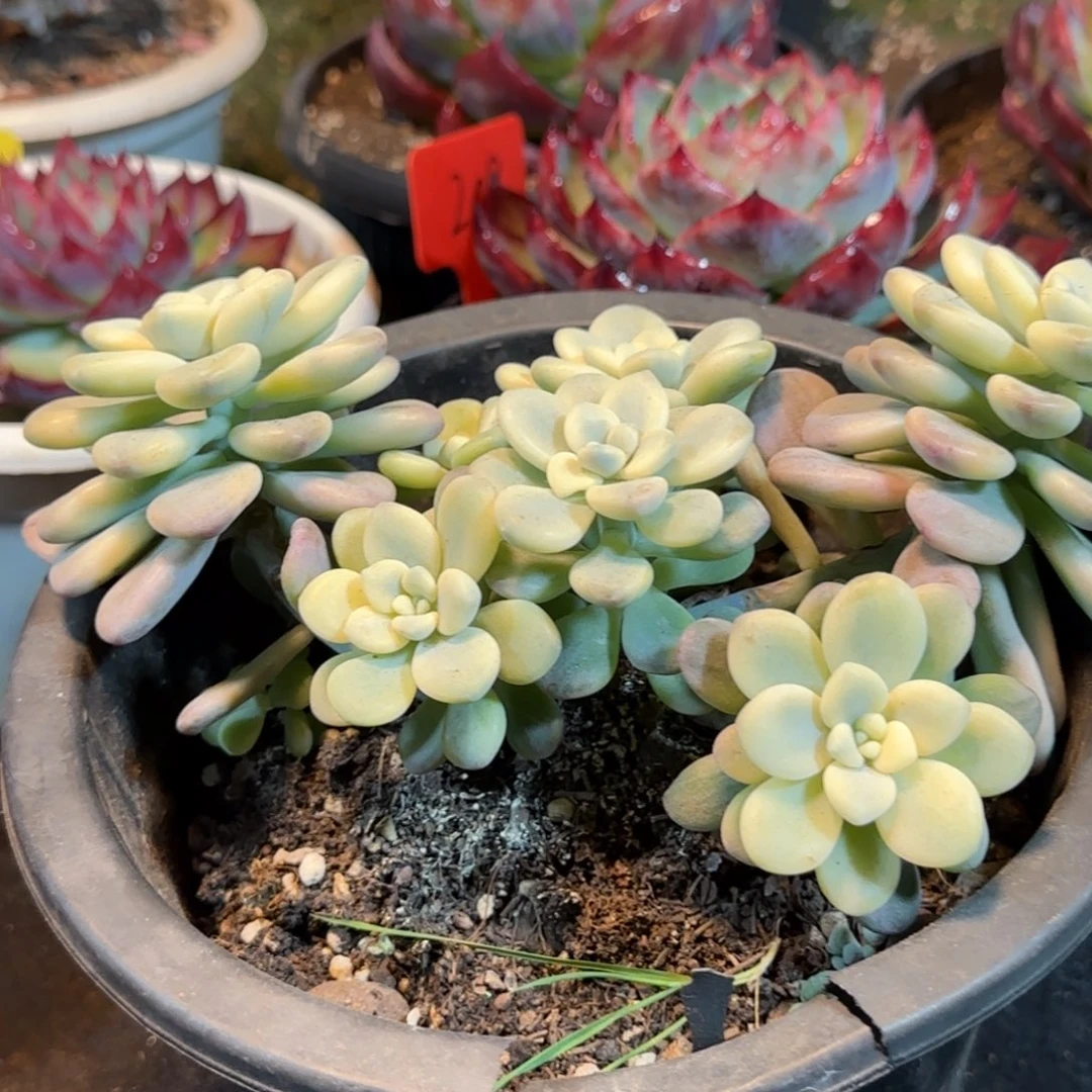 洛神锦一物一拍包装收缩花旱