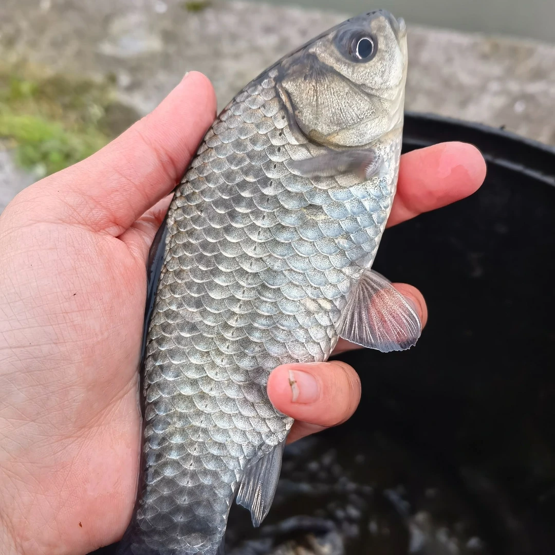 麻鲫 可以繁殖 水族活体鱼