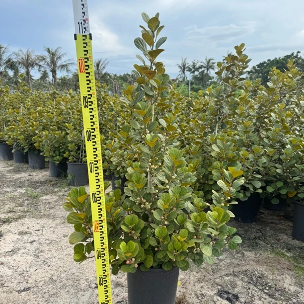 丛生小盼菩提盆栽耐晒耐高温适合室外阳台庭院花卉绿植