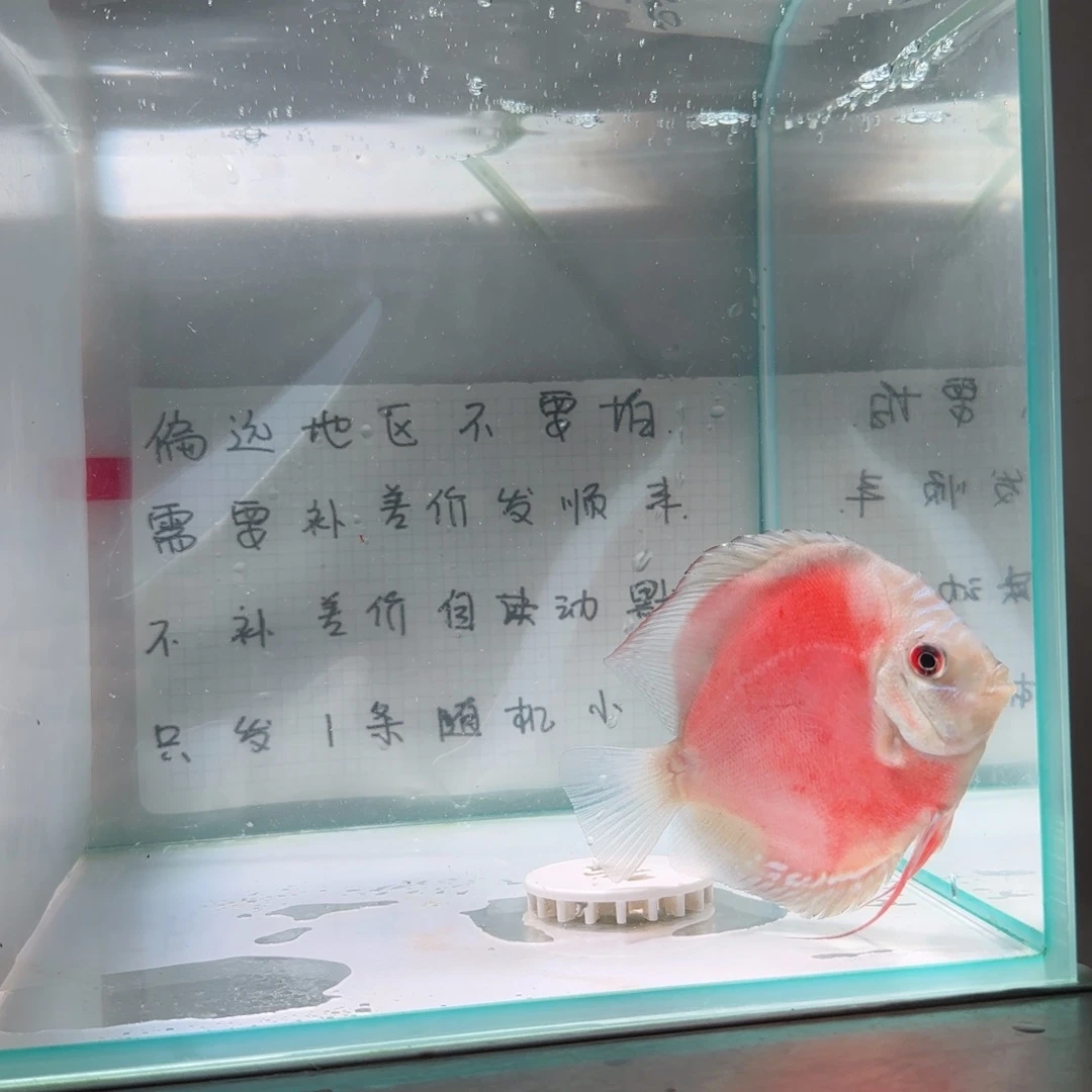 七彩神仙鱼肉身7-8偏远地区不拍