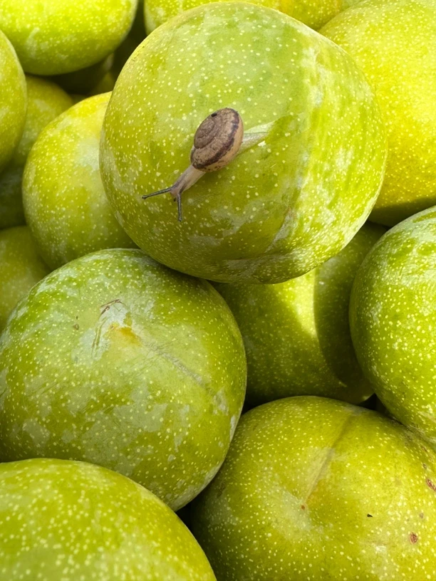 正宗脱骨江安李新鲜当季水果酸爽多汁软脆两吃