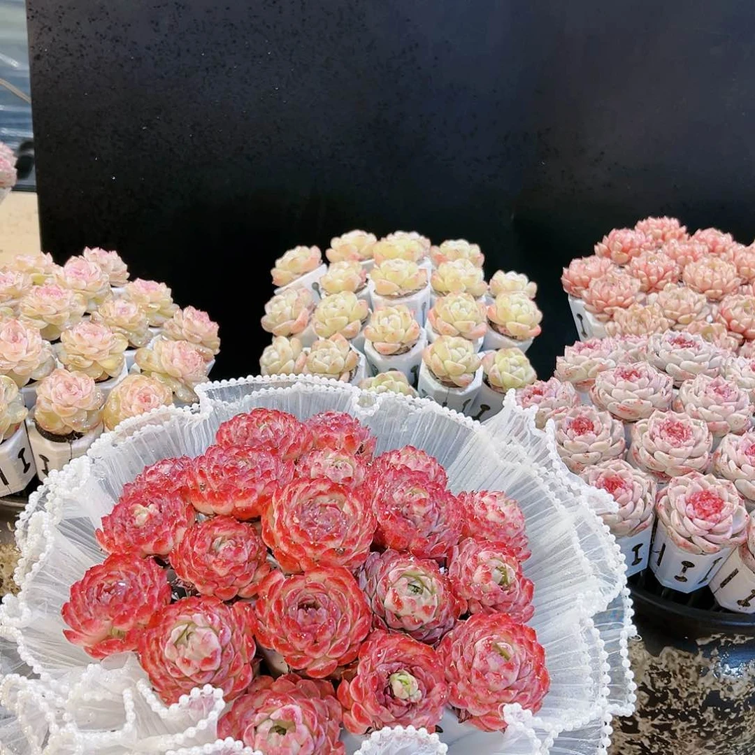 呢20颗65盆桃蛋多肉植物