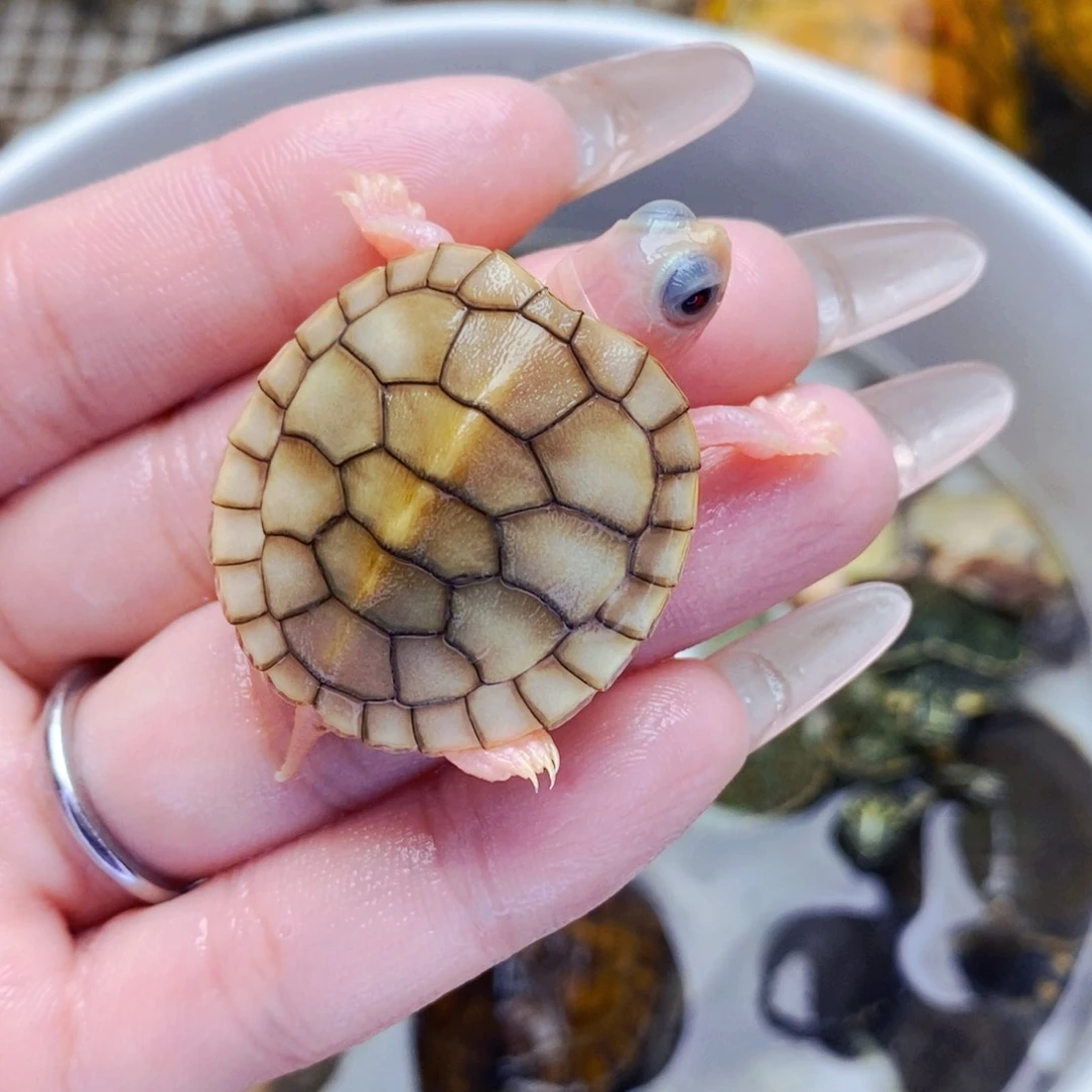 不分公母宠物龟粉嫩奶焦苗