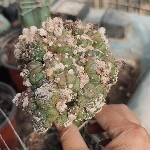 3576不售后不售后