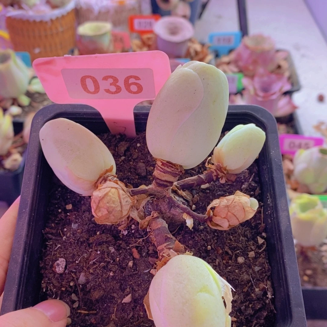 山地玫瑰一物一拍大佬庄凤玥036