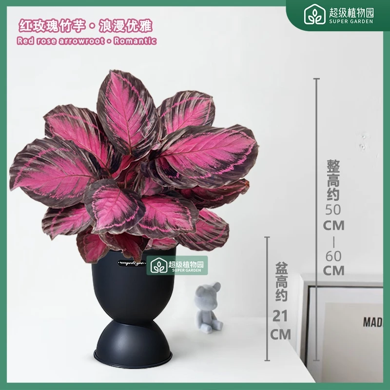 幸运女神红玫瑰红美丽竹芋室内耐阴盆栽客厅净化空气绿植50-60cm