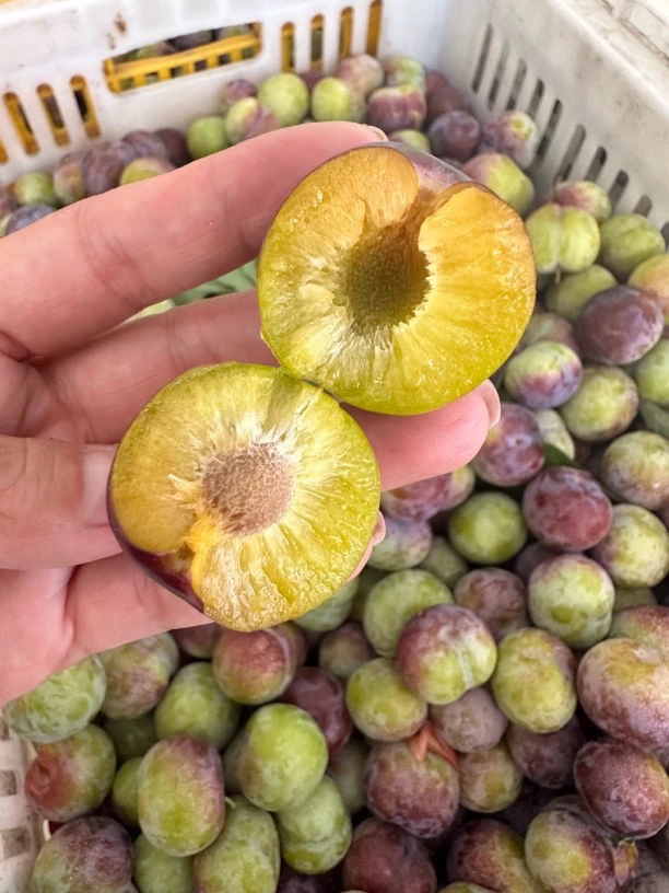 四川正宗半边红脱骨李新鲜现摘脆甜多汁应季水果