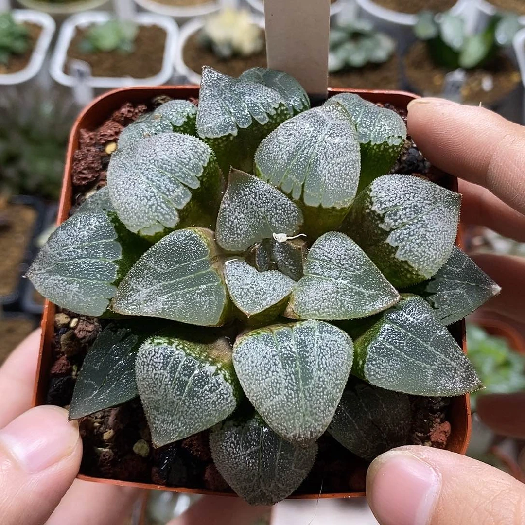 148千山雪克十二卷