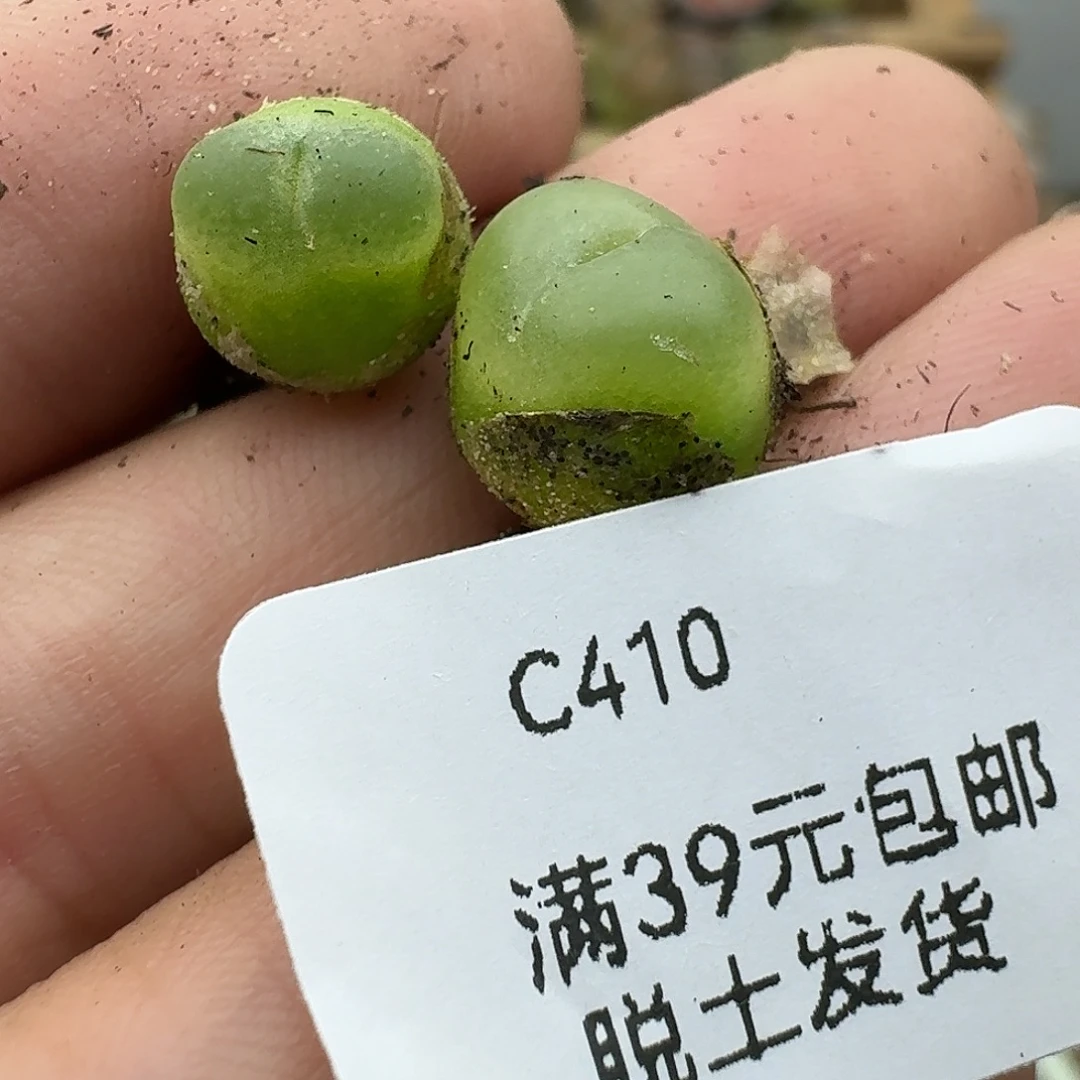 小****410多肉哈哈哈哈哈哈哈