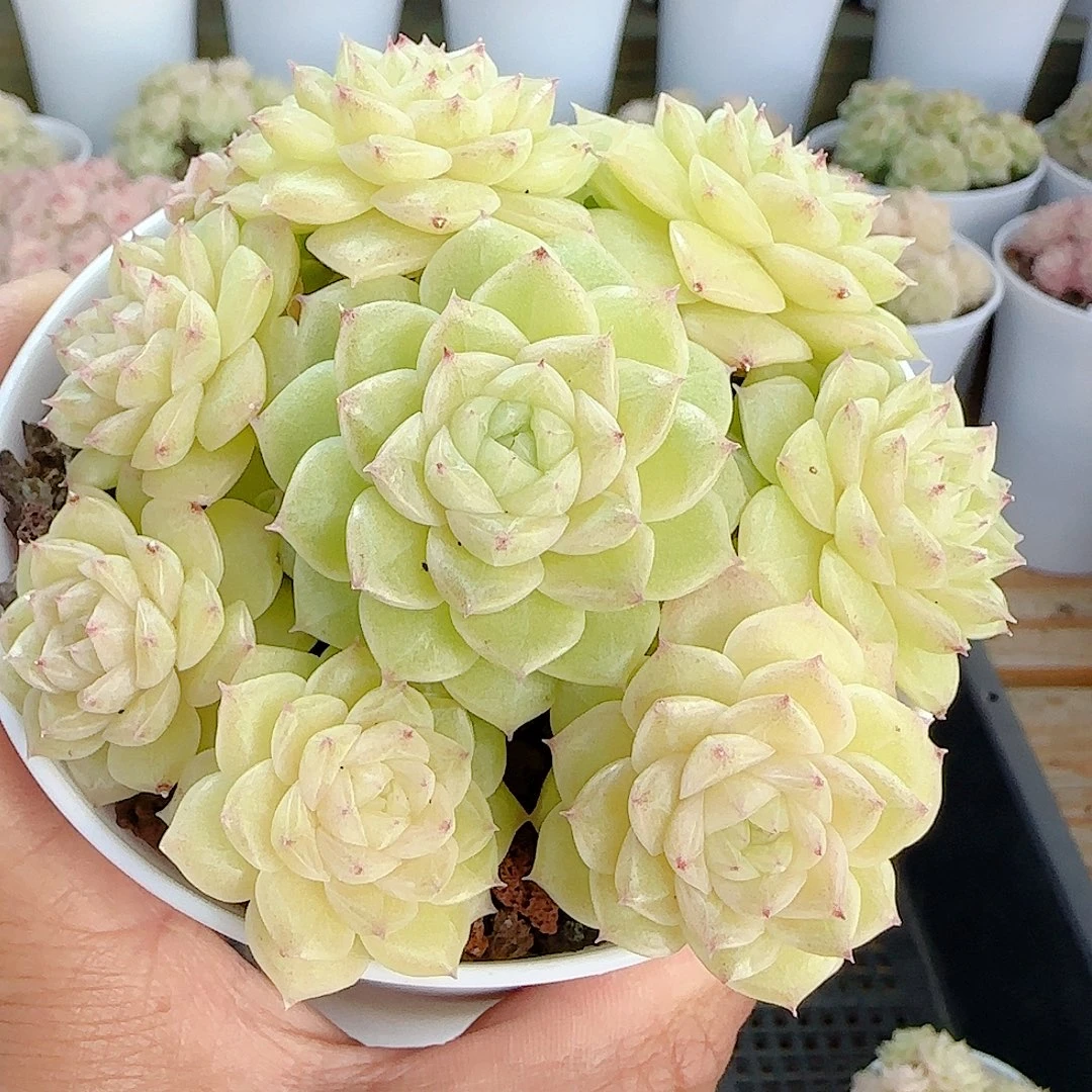 1211-105（ttp-117）优选