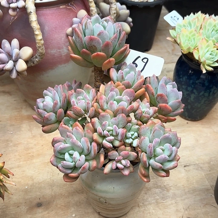 多肉植物，灰姑娘69号