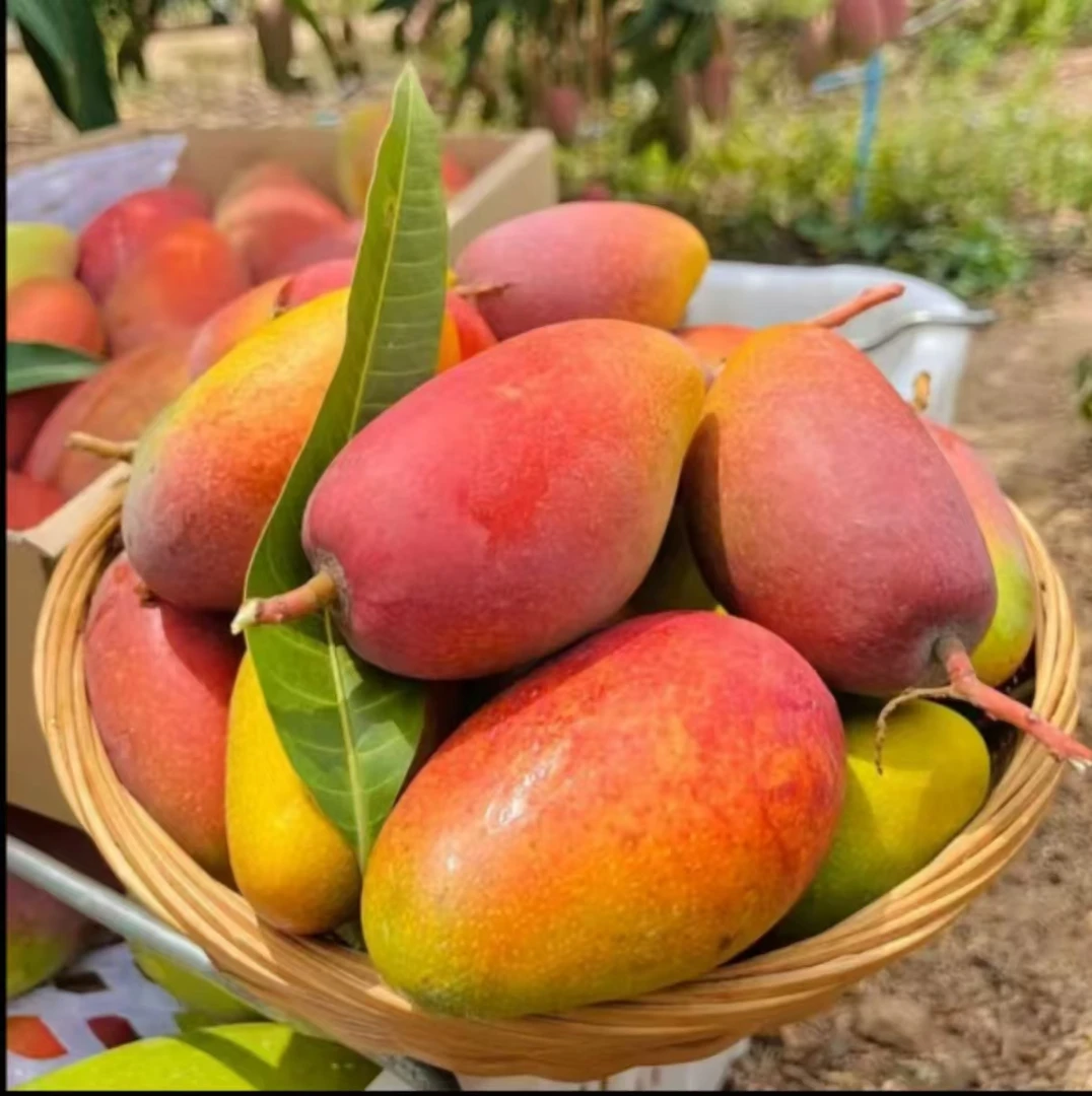 【中通】真树熟海南芒辣椒芒黄金龙芒【0佣金助农】属于水果正常