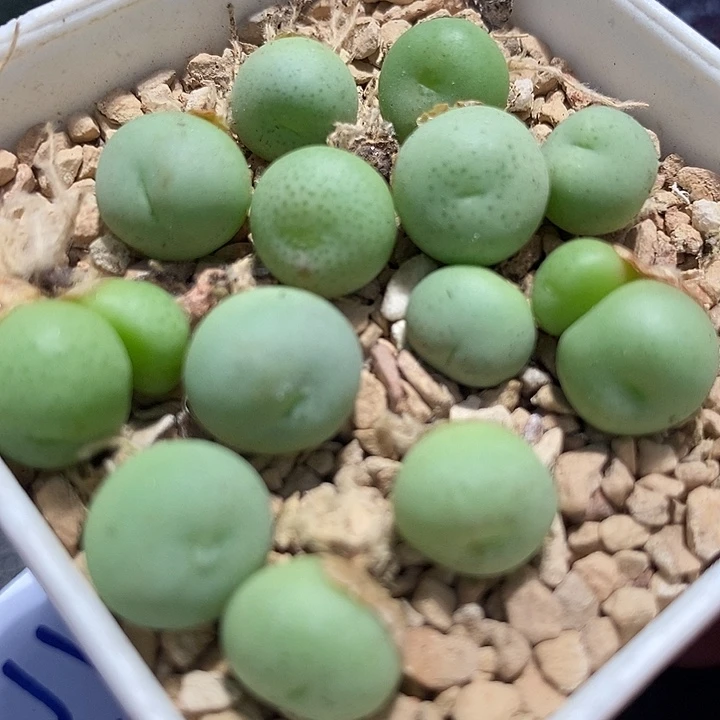 7506爱心小拳拳一颗