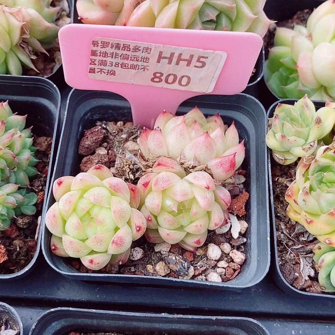 麦秆福利6cm不包整群