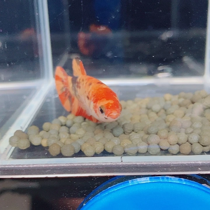 果***爸斗鱼蓝22号巨斗母