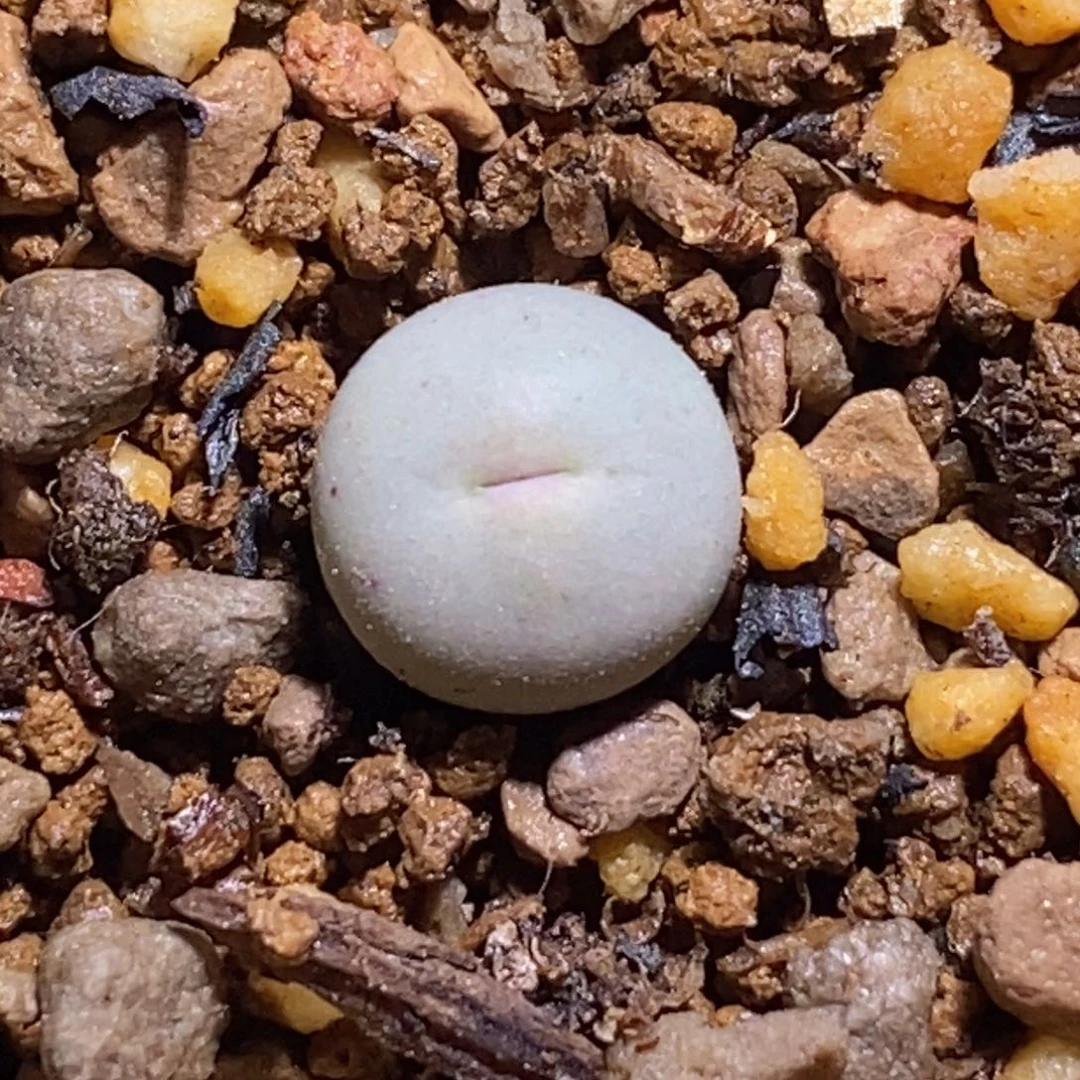 韩版sh433v嘴韩版sh433v嘴