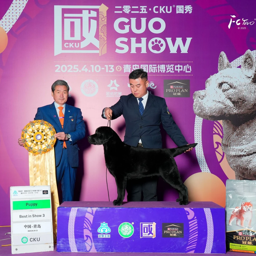 【相随犬舍】FCI CKU 双血统赛级拉布拉多宠物活体小狗萌宠