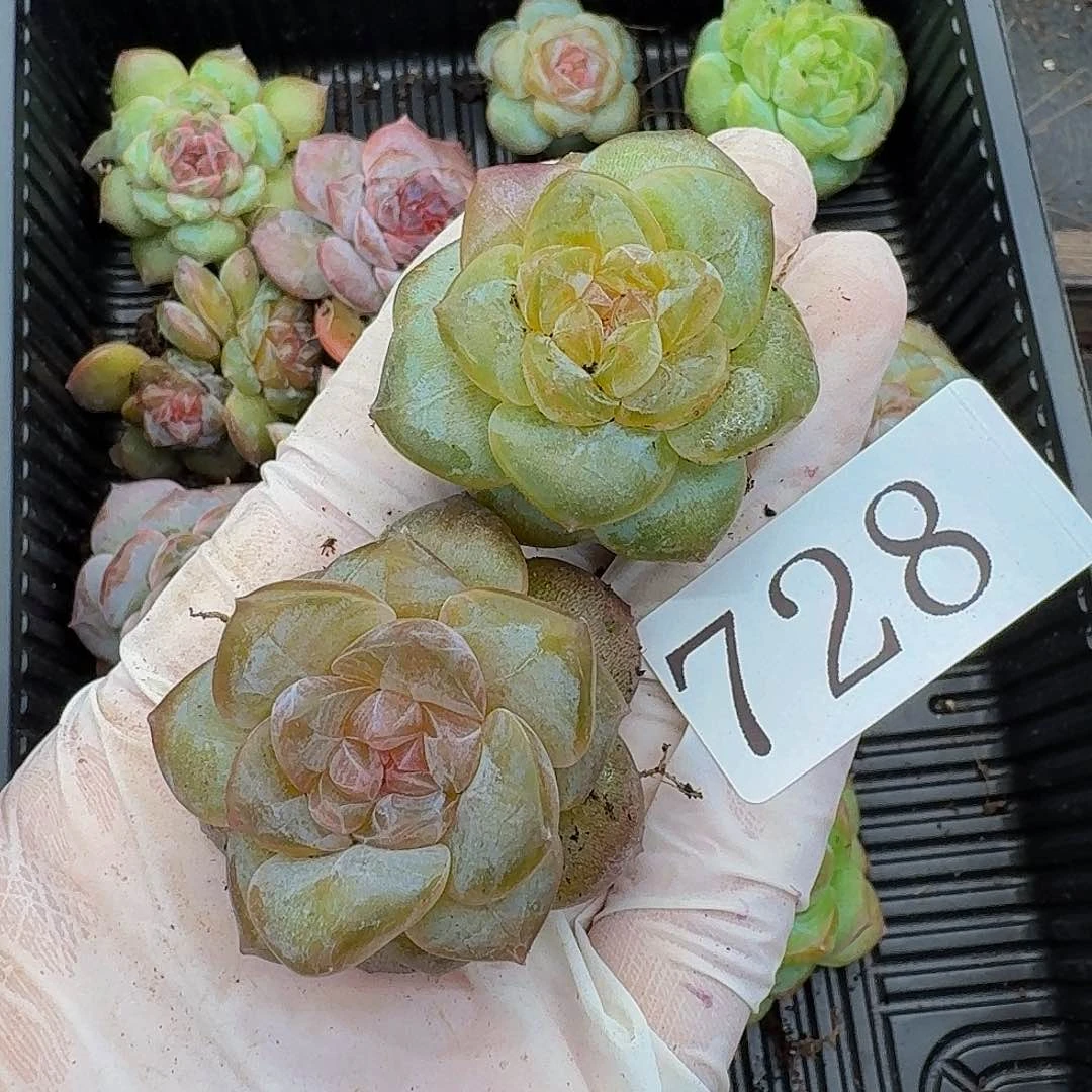 多肉植物多肉植物728