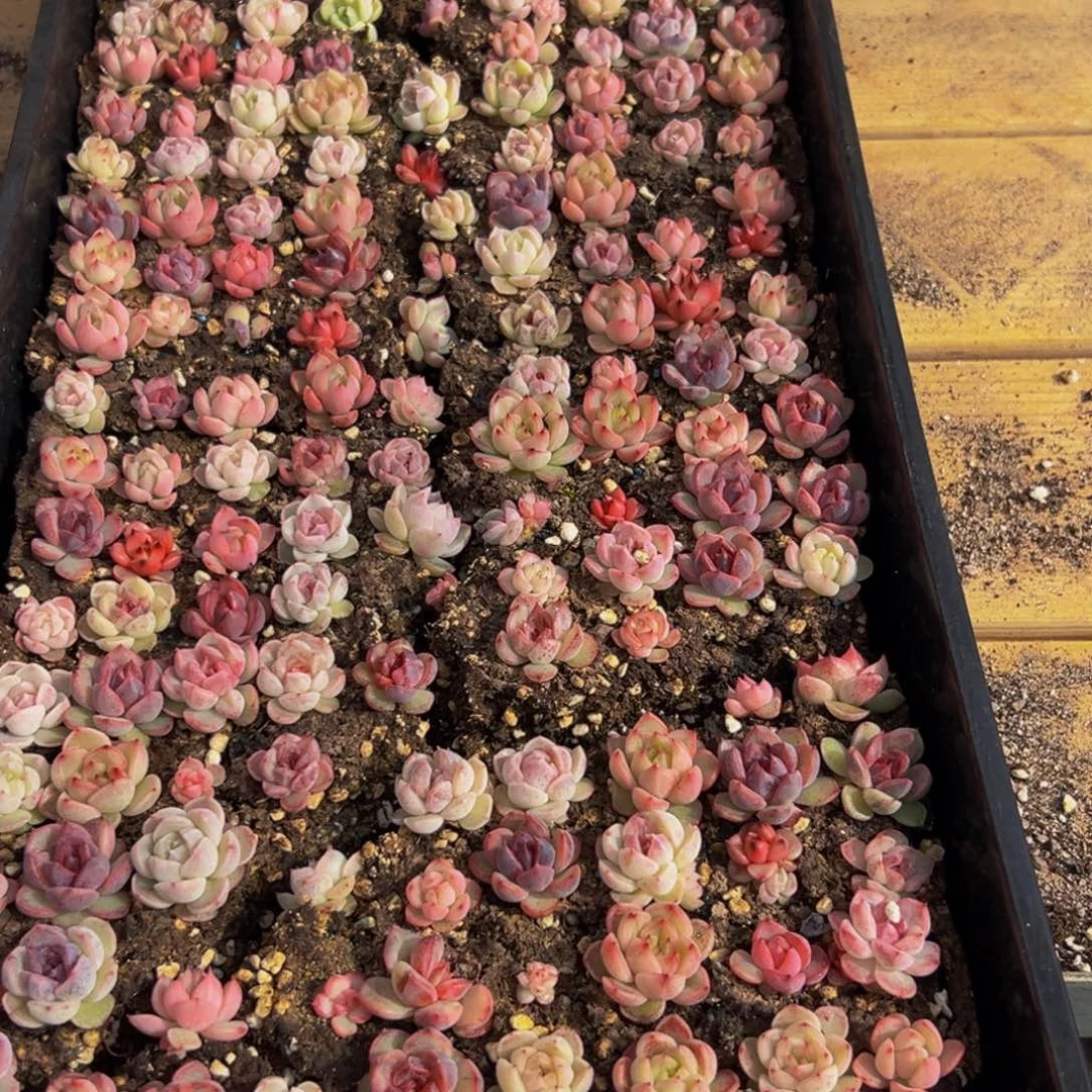 王***️002多肉葡萄的ww多的