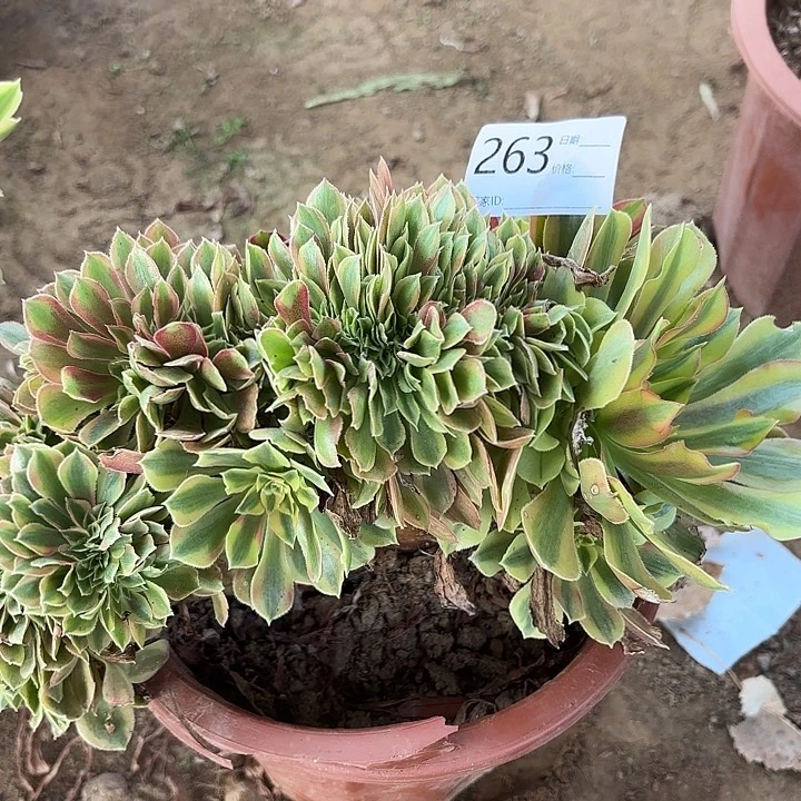 红袖缀化263一物一拍