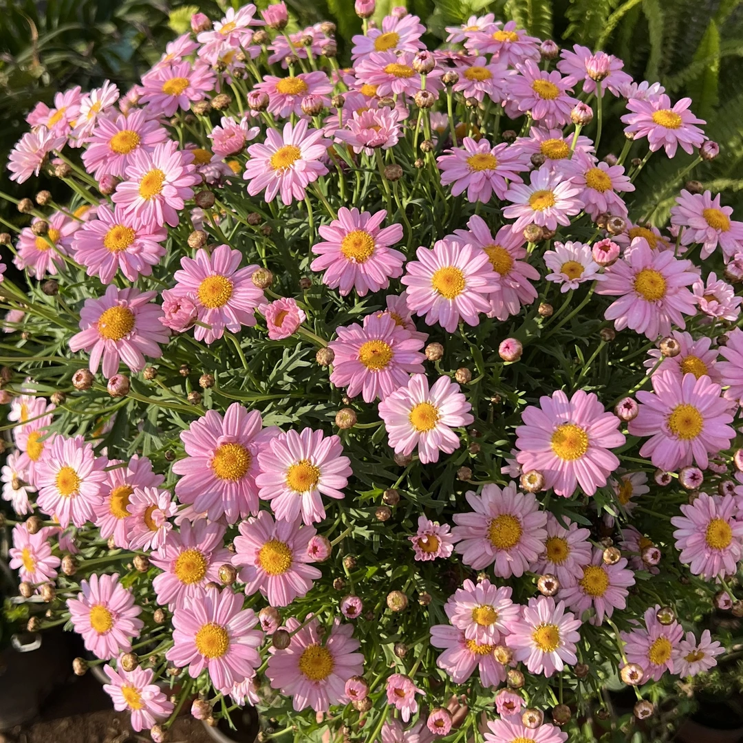 玛格丽特【婴儿粉】菊花盆栽多年生易爆花发货快新手易养护