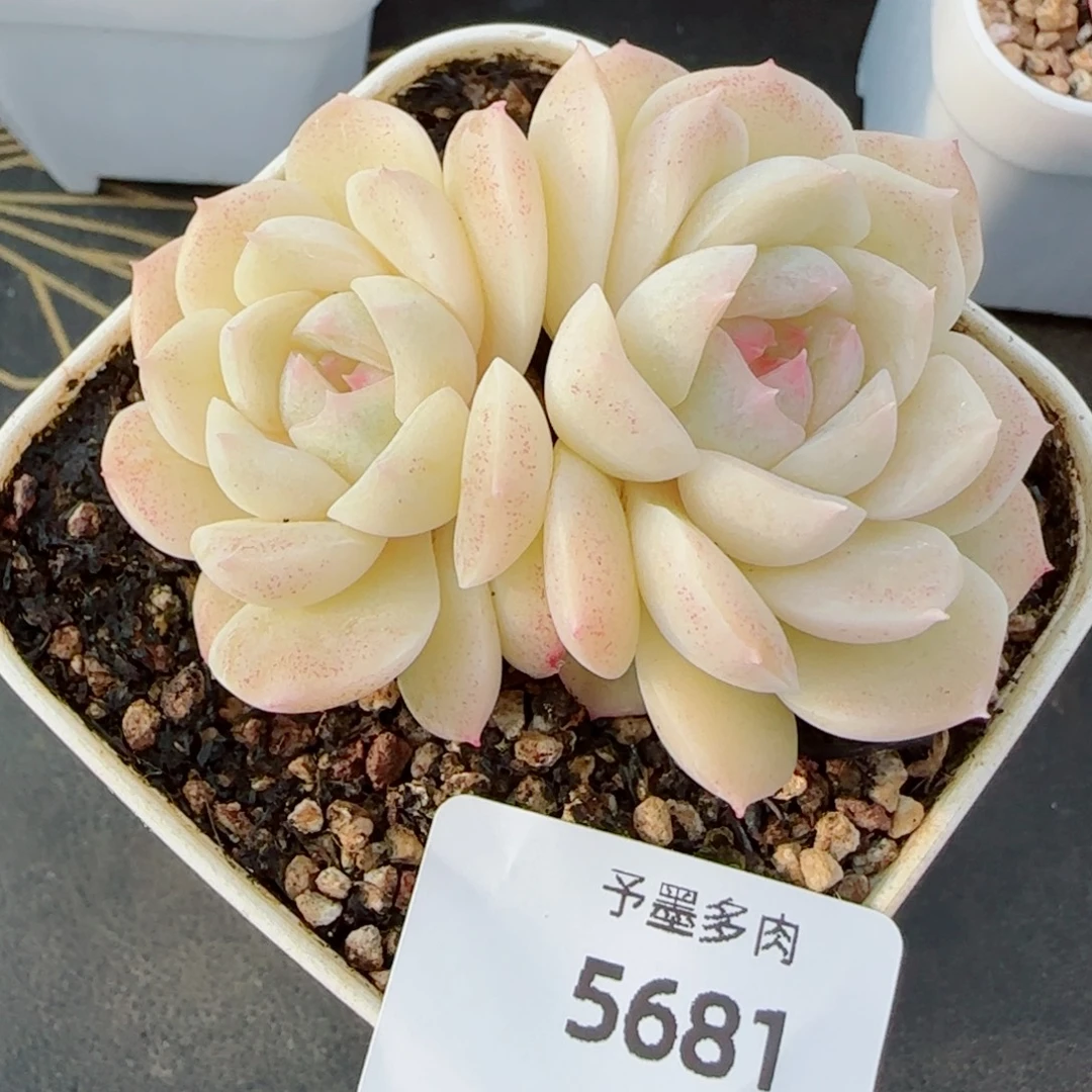 孤品珍妮，5681多肉植物