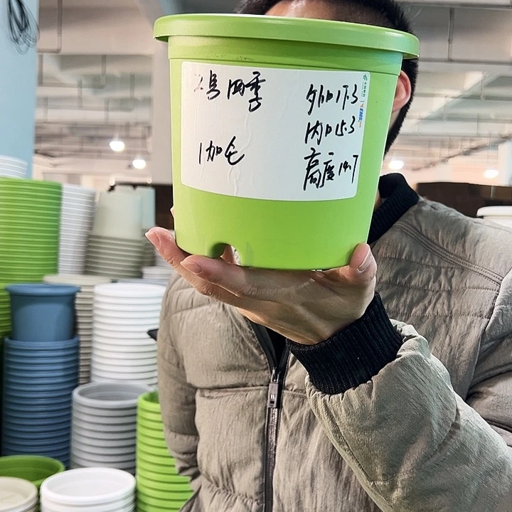 特价2号四季口17.3高14.7果绿无托10只