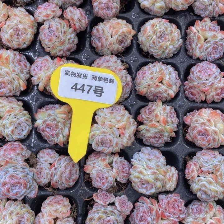 447号卡布奇诺群生四个带小白方